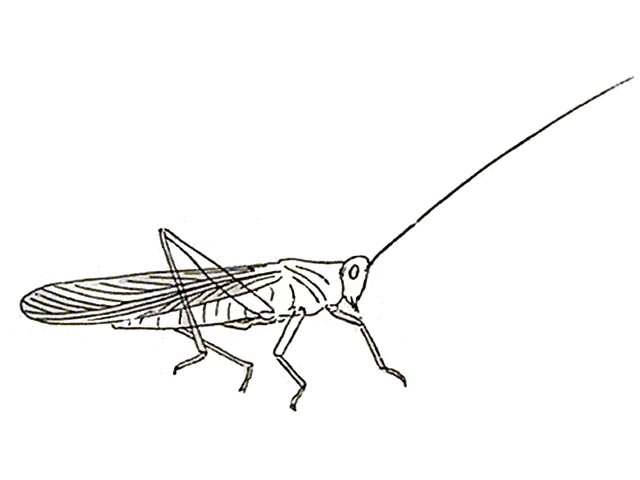 Rekonstruktionszeichnung von Elcana sp.  Bild ©