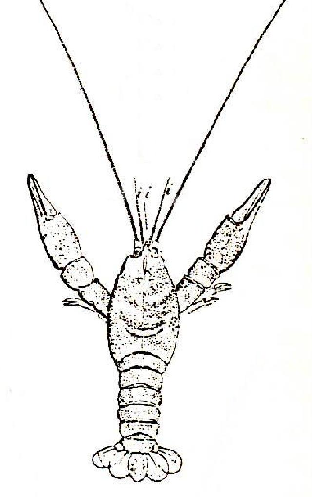 Rekonstruktionszeichnung von Eryma leptodactylina OPPEL Bild ©