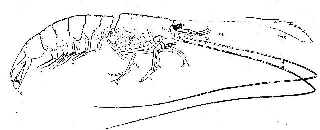 Rekonstruktionszeichnung von Franconipenaeus meyeri OPPEL Bild ©