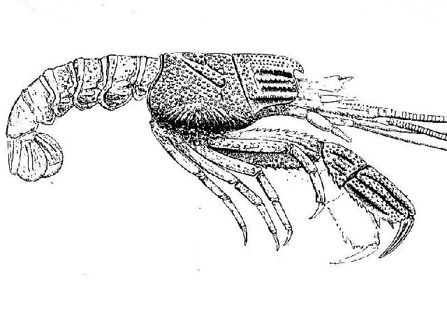 Rekonstruktionszeichnung von Glyphea pseudoscyllarus SCHLOTHEIM Bild ©