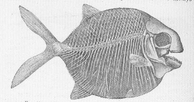 Rekonstruktionszeichnung von Gyrodus hexagonus BLAINVILLE Bild ©