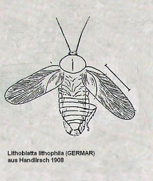 Rekonstruktionszeichnung von Lithoblatta lithophila GERMAR Bild ©