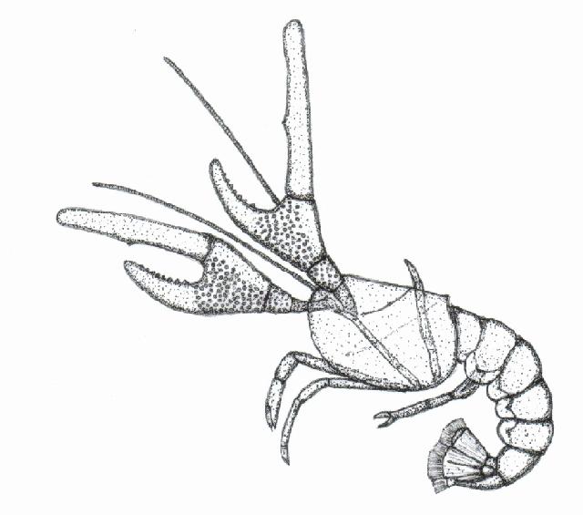 Rekonstruktionszeichnung von Megachela frickhingeri SCHWEIGERT Bild ©