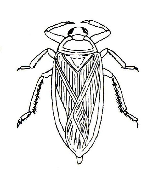 Rekonstruktionszeichnung von Scarabaeides deperditus GERMAR Bild ©