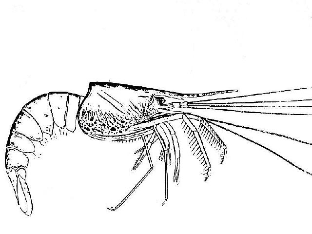 Rekonstruktionszeichnung von Aeger spinipes DESMAREST Bild ©