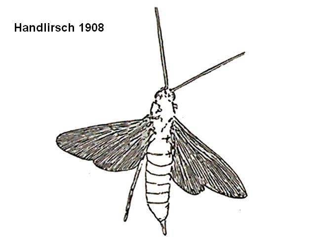 Rekonstruktionszeichnung von Myrmicium heeri WESTWOOD Bild ©