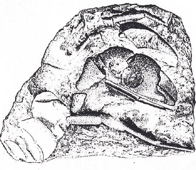 Rekonstruktionszeichnung von Orhomalus deformis OPPEL Bild ©