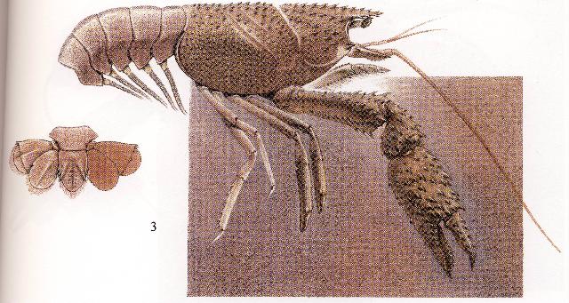 Rekonstruktionszeichnung von Palaeastacus fuciformis SCHLOTHEIM Bild ©