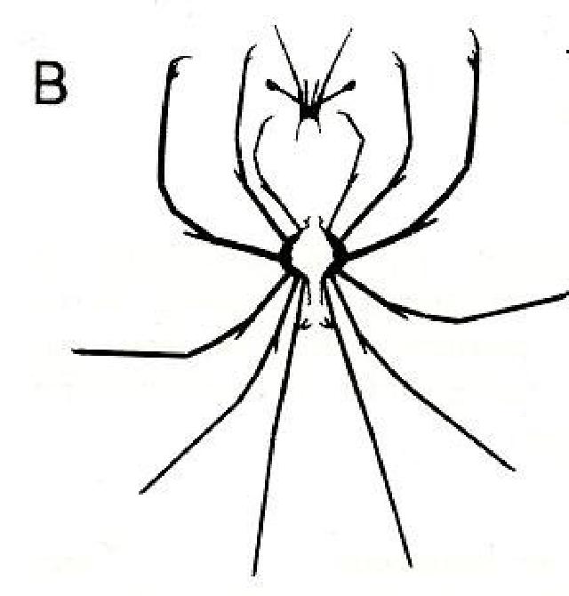 Rekonstruktionszeichnung von Palpites cursor  Bild ©