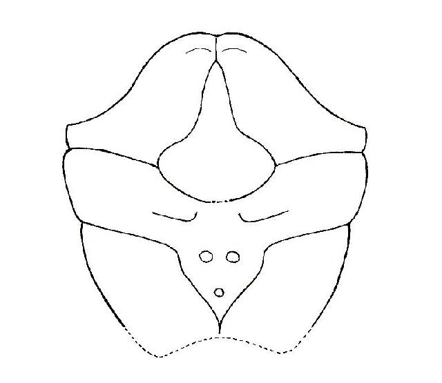 Rekonstruktionszeichnung von Pithonoton marginatum MEYER Bild ©