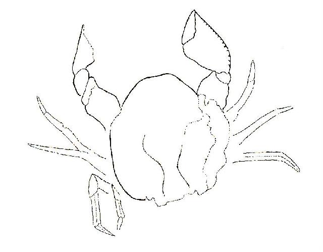 Rekonstruktionszeichnung von Pithonoton sp.  Bild ©