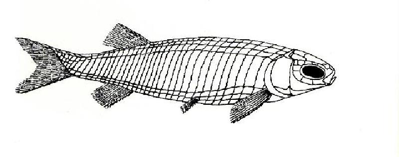 Rekonstruktionszeichnung von Pleuropholis sp.  Bild ©