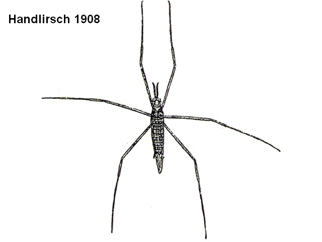 Rekonstruktionszeichnung von Chresmoda obscura GERMAR Bild ©