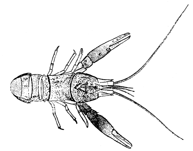 Rekonstruktionszeichnung von Pseudastacus pustulosus MUENSTER Bild ©