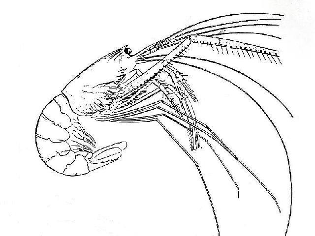 Rekonstruktionszeichnung von Aeger tipularius SCHLOTHEIM Bild ©