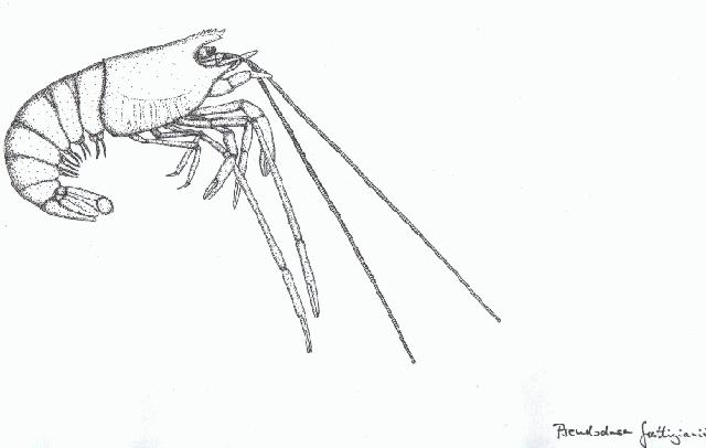 Rekonstruktionszeichnung von Pseudodusa frattigianii SCHWEIGERT Bild ©