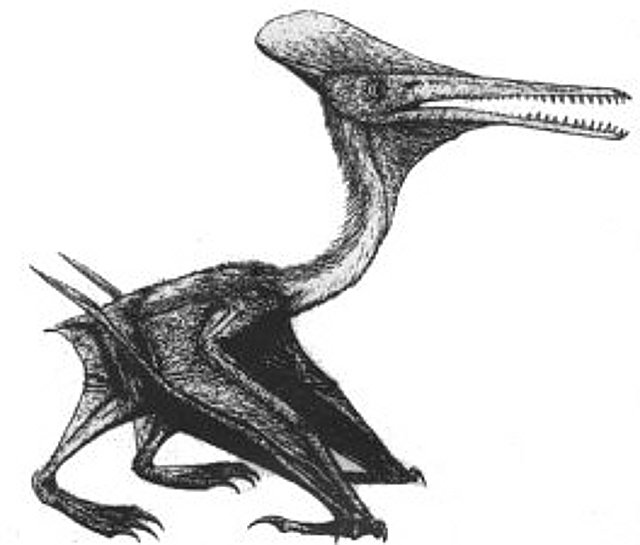 Rekonstruktionszeichnung von Pterodactylus kochi (diopecephalus) WAGNER Bild ©