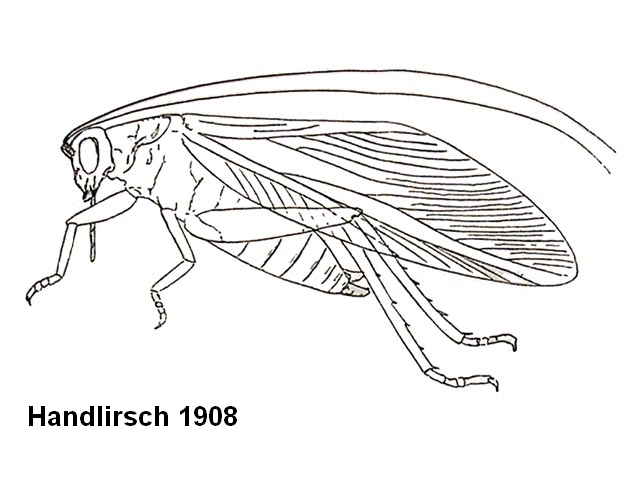 Rekonstruktionszeichnung von Pycnophlebia robusta ZEUNER Bild ©