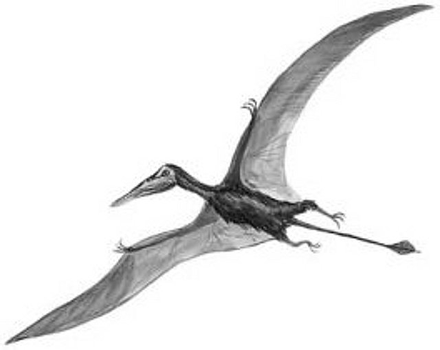 Rekonstruktionszeichnung von Rhamphorhynchus sp.  Bild ©