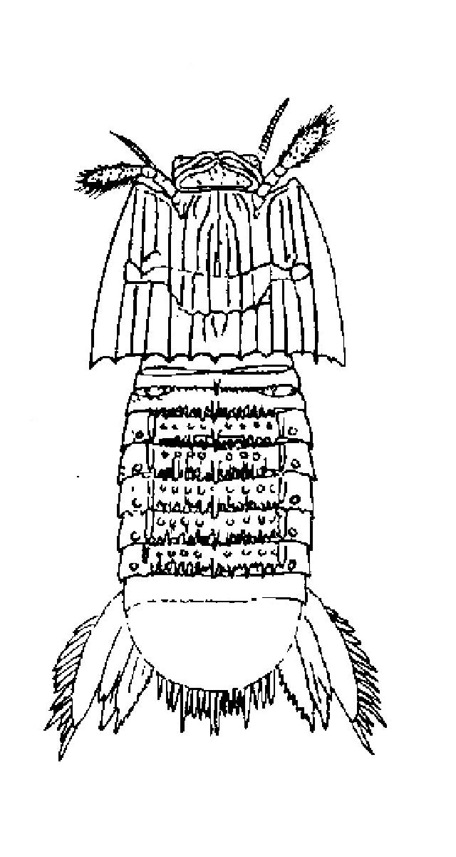 Rekonstruktionszeichnung von Sculda pennata MUENSTER Bild ©