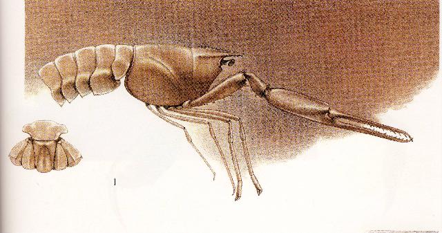 Rekonstruktionszeichnung von Stenochirus angustus MUENSTER Bild ©