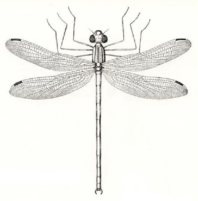 Rekonstruktionszeichnung von Tarsophlebia eximia HAGEN Bild ©