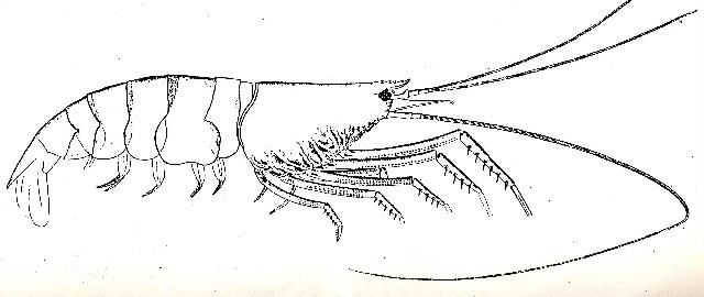 Rekonstruktionszeichnung von Udora brevispina MUENSTER Bild ©