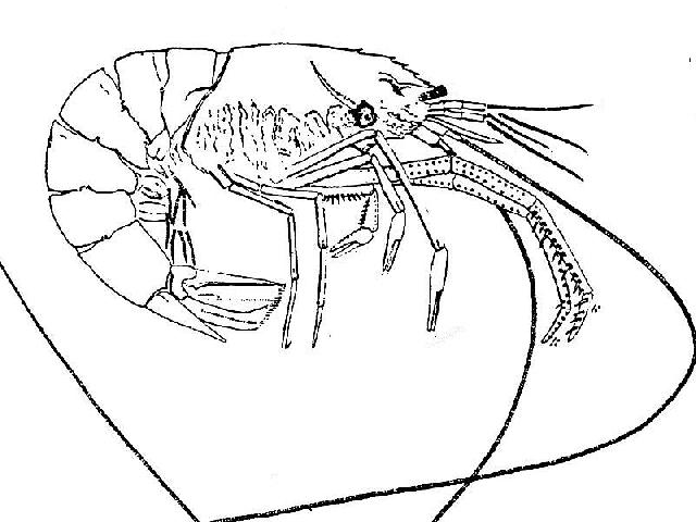 Rekonstruktionszeichnung von Acanthochirana longipes  Bild ©