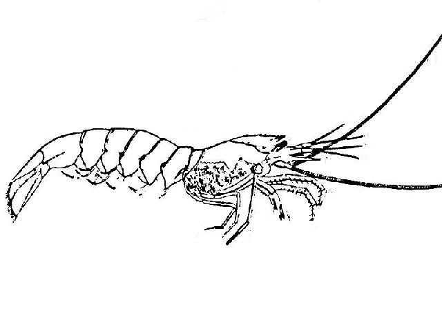 Rekonstruktionszeichnung von Acanthochirana angulata OPPEL Bild ©