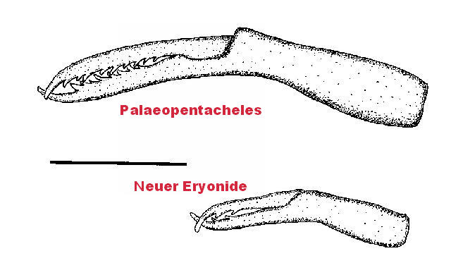 Rekonstruktionszeichnung von Eryonide nova sp.  Bild ©