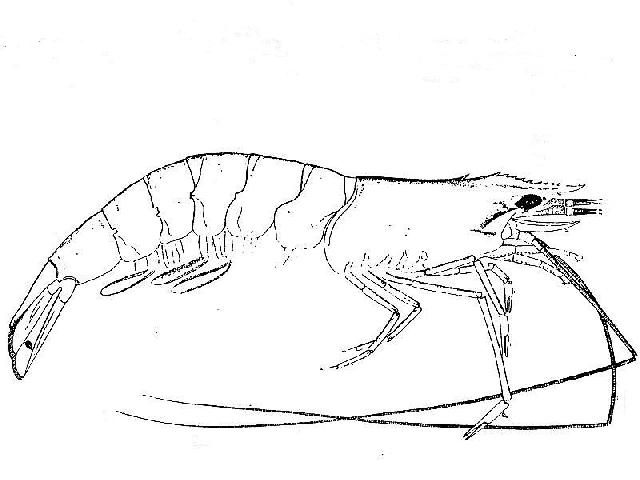 Rekonstruktionszeichnung von Antrimpos speciosus MUENSTER Bild ©