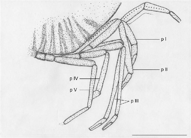 Rekonstruktionszeichnung von Libanocaris annettae WINKLER Bild ©