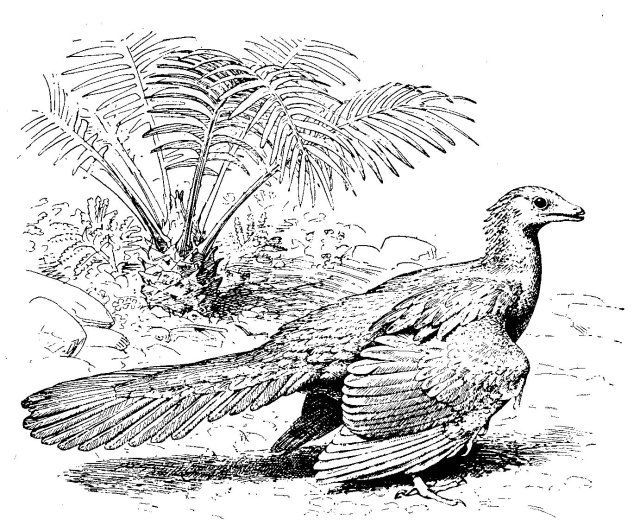 Rekonstruktionszeichnung von Archaeopteryx lithographica HERMANN VON MEYER Bild ©