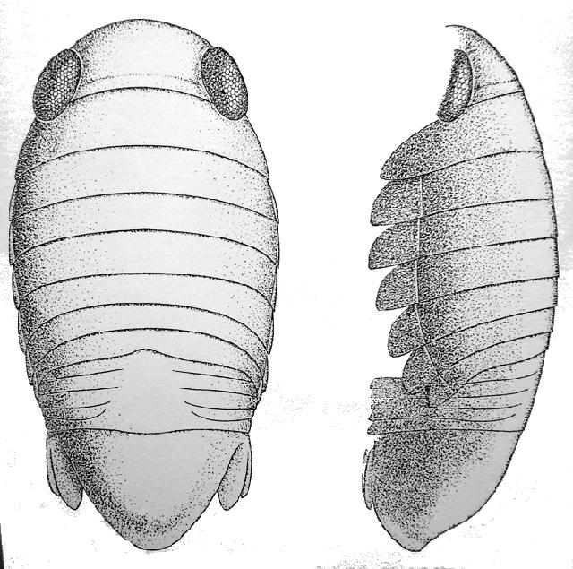 Rekonstruktionszeichnung von Brunnella rothgaengerae POLZ Bild ©