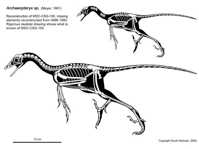 Rekonstruktionszeichnung von Archaeopteryx sp.  Bild ©