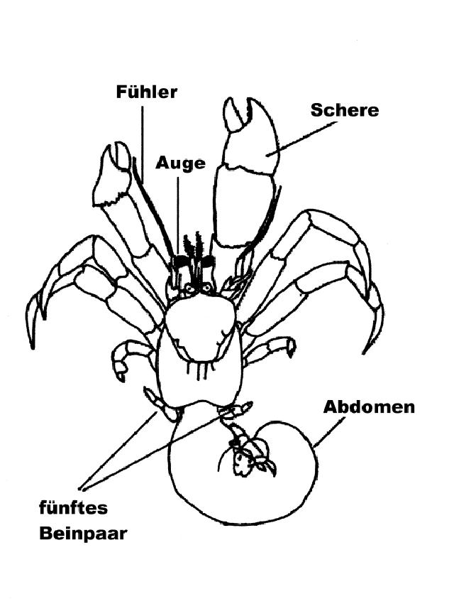 Rekonstruktionszeichnung von Palaeopagurus sp  Bild ©