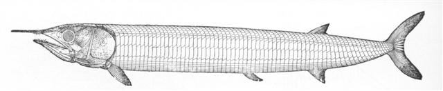 Rekonstruktionszeichnung von Aspidorhynchus acutirostris BLAINVILLE Bild ©