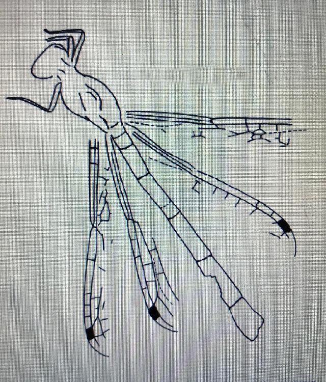 Rekonstruktionszeichnung von Reschiostenophlebia koschny BECHLY Bild ©