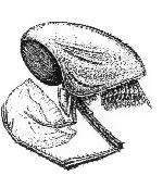 Rekonstruktionszeichnung Clausocaris lithographica