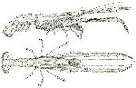 Rekonstruktionszeichnung Mecochirus longimanatus