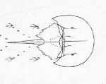 Rekonstruktionszeichnung Mesolimulus walchi