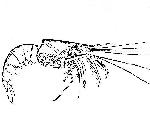 Rekonstruktionszeichnung Aeger spinipes