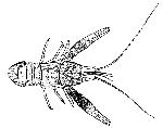 Rekonstruktionszeichnung Pseudastacus pustulosus