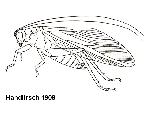 Rekonstruktionszeichnung Pycnophlebia sp.