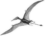 Rekonstruktionszeichnung Rhamphorhynchus sp.