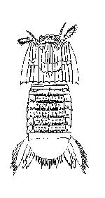 Rekonstruktionszeichnung Sculda pennata