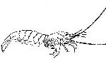 Rekonstruktionszeichnung Acanthochirana angulata