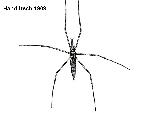 Rekonstruktionszeichnung Chresmoda sp.