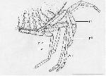 Rekonstruktionszeichnung Libanocaris annettae