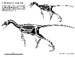 Rekonstruktionszeichnung Archaeopteryx sp.